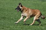 MALINOIS 923